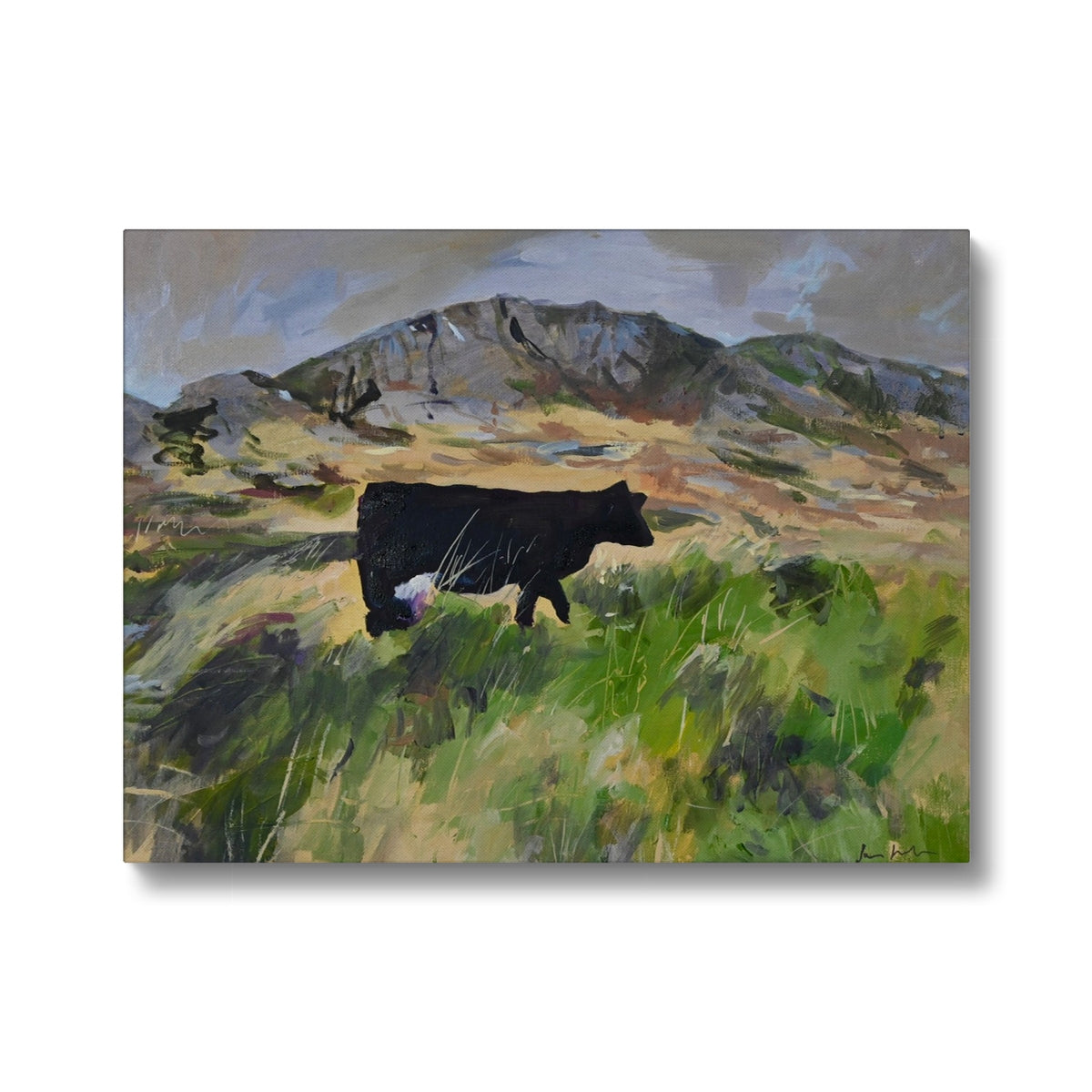 Colonsay Cow, Scottish Island, Fine Art Print on Canvas