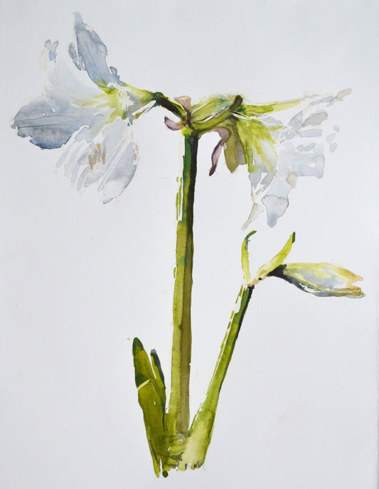 White Amaryllis, Watercolour Painting